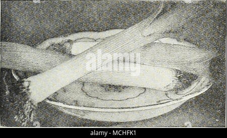 . Musselburgh Leer- Poireau, Fr. Puerro, Sp. Culture -très apprécié en tant que réserve pour les soupes et salades. Semer en avril en exercices de renforcement 1 pied en dehors, et lorsque 6 à 8 pouces de haut, riche en transplantation soU, dans les rangées 12 pouces et 4 pouces de distance et d'attirer la terre à eux comme ils se développent. Les semences peuvent aussi être semées en août ou septembre ; les plants transplantés au printemps. Une once sèmera 100 pieds de forage. 438 l'Prizetaker Dreer Le poireau. Une belle grande variété de grand mérite, très doux et tendre. Ils s'allongent et épais, et sont de couleur blanc pur. Une variété d'exposition très populaire. Pla., 10 cts. ; j'oz., 20 c Banque D'Images