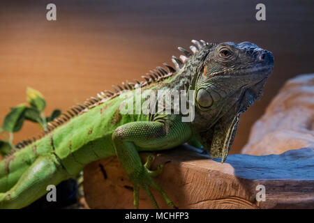 Photo portrait d'un Green Iguana basking sous une lampe de la chaleur Banque D'Images