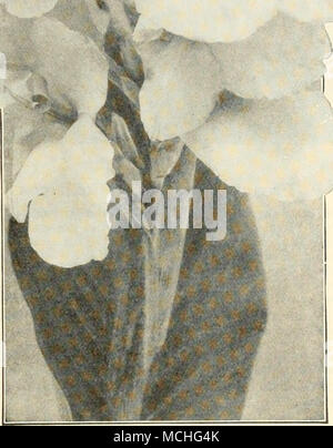 . 2,50 $. Huit Belles et Orchid-Flowered Cannas les fleurs de ce type sont d'une forme différente et en général plus grandes que celles des autres variétés. Les couleurs vont du jaune canari clair à rouge plus profond. Aucun blanc ou rose pur sortes ont été mis en place dans ce type. Ils sont robustes et les producteurs très voyante. L'Autriche. Le jaune pur, avec peu de points d'écarlate sur les pétales. 4^ ft. Italia. Jaune d'or et l'orange vif-écarlate. 4 ? Ft. Le roi Humbert. Le plus populaire de tous les Cannas. Grand-orange fleurs écarlates surmonter beau feuillage bronze profond vigoureuse. 5 ft. Mme Karl Kelsey. Grosse orange-scar Banque D'Images