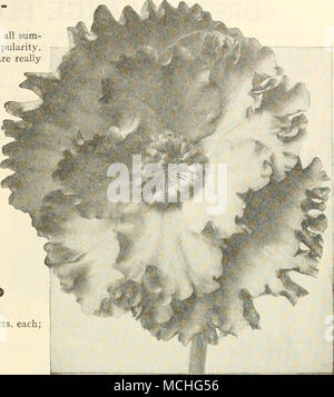 . Un bégonia tubéreux plumeuse contrainte améliorée merveilleusement avec des fleurs de taille immense avec de magnifiques pétales ondulés, plumeuse, a l'image de la plus belle dentelle frangée pétunias. (Voir coupe.) Nous vous proposons cinq couleurs distinctes, Crimson, Saumon, Orange, blanc et jaune. 50 cts. Chaque ; S5.00 par doz. ; S35.00 par 100. BEGONIA TUBÉREUX BORDÉE DOUBLE Ce sont de grandes fleurs doubles, complet, avec le bord des pétales profondément découpés ou frangé, ajoutant un plus souhaitable de légèreté et de grâce. Nous offrons ces dans les meilleurs couleurs mélangées uniquement. 50 cts. Chaque ; $5.00 par doz. ; S35.00 par 100. Banque D'Images