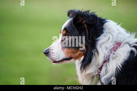 Magnifique border collie avec yeux lumineux dans un champ, regardant au loin dans la distance Banque D'Images