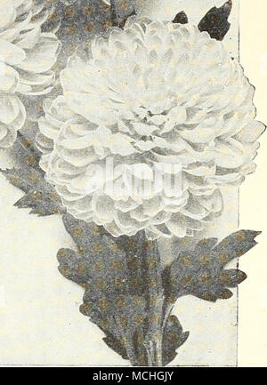 . H.^Chrysanthгёmes Jardin RDY Douze à floraison précoce des chrysanthèmes de jardin une sélection de variétés à floraison précoce qui englobe une gamme complète de couleurs, qui dans la latitude de Philadelphie peut s'y fier pour perfectionner leurs fleurs avant le 15 octobre. Belle Mauve. Rose tendre très pâle. Carmélite. Un magnifique jaune. La lueur du feu. Rouge lumineux, aster forme. Idolf. Une agréable nuance de rose-saumon. La Garonne. Rose unique et attrayant et buff. Metzi. Jaune de taille moyenne, montrant un centre rouge pendant le développement. Mme H. Harrison. Très tôt moyennes bouton, d'un blush-rose, très librement produites Banque D'Images