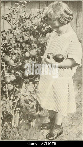 . John B.er Dreer Tomate Sélectionnez la souche du globe. Voir la plaque de couleur, et la page 9. Pkt., 20 cts. ^ ; oz., 65 cts. ; oz., $1.00 ; lb., 3,50 $. John Baer. À échéance dans 110 jours de semer des graines et perfectionne grande, bien solide, en forme de fruits rouges de fine saveur. Les vignes ne poussent pas très grande, mais sont productifs, portant les fruits en grappes et abondamment. Pkt., 10 cts. ; oz., 30 cts. ; oz., 45 cts. ; lb., 1,25 $. La beauté. De couleur rose vif ou pourpre, grande taille, solide et productive. Pkt., 10 cts. ; 4 oz., 20 cts. ; oz., 35 cts. ; lb., 1,00 $. Paragon. Une belle variété précoce. Fruit de gros tr Banque D'Images