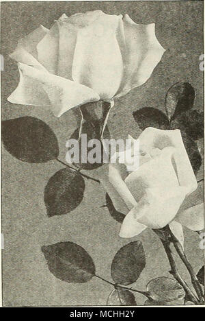 . Norme ou ARBRE ROSES L'follomng Hybrid-Tea choix, surtout les variétés peuvent être suppHed en forme d'arbres, sur des tiges robustes, Hardy à propos de 3i pieds de haut. Pour les descriptions de remplissage voir pages précédentes. ^ Caroline Testout. Rose satiné. Colombie-britannique. Rose agréable. Frau Karl Druschki. Blanc pur. George Arends. Rose la plus agréable. Gruss un Taglitz. Crimson cramoisi plus riches. Jonkheer J. L. Mock. Rose impériales. Lady Alice Stanley. Beaux récifs-rose. Dame Ursula. Chair rose. Los Angeles. Flamme lumineuse-rose. Magna Charta. Nimbé de rose carmin. , Mme. Edouard Herriot. Rouge corail. Mme. Banque D'Images