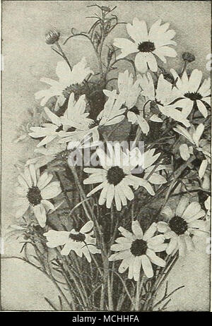 . BROWALLIA (Améthyste) par pkt. 1640 Elata mixte. L'un de nos favori;e floraison abondante des annuelles, couvert de belles fleurs blanches ou bleu au cours de l'été et l'automne ; pousse librement dans toute la richesse du sol ; fleurit en hiver, si finement les plantes sont levées en automne et réduit ; 18 pouces. J'oz., 30 cts..SO 051637 Speciosa Major. Une belle et grande variété à floraison des plus brillants bleu outremer, une rare couleur ; ne ^finement à l'extérieur de la frontière, ou dans des paniers ou suspendu, vases, mais est particulièrement utile dans un pot pour l'hiver et au début du printemps la floraison 25 CACALIA (débit Tassel Banque D'Images