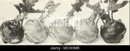 . KOHL-RABI-centre, 3 ampoules ampoules ; Erfurt plus tôt aux deux extrémités, Early Purple Vienne. ChoJi, Vert, Fr. Breton, SP. Le chou vert, chou frisé, Blallerkohl Ger. -Excellente CULTURE verts pour l'hiver et au printemps et améliorés par l'utilisation. Semer de mai à juin, en outre, des exercices sur pieds et de cultiver la même que le chou. Au début du printemps pour utiliser sow en septembre, et à protéger en hiver. Certaines des variétés (Dreer impériale de longue date, par exemple) sont aussi vivaces que les feuilles vertes peut être creusée sous la neige en hiver et utilisé pour les verts. Une once de graines produira environ 3000 plantes. D Banque D'Images