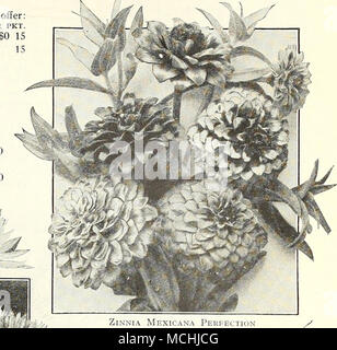 . ZiNNi. Mexicana la perfection du XERANIME DREER ZINNIAS SUPERBE .IBM Banque D'Images