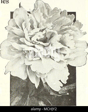. Mme pivoine herbacée double. Calot. L'un des meilleurs début de sortes, de grandes fleurs d'un rose pâle à l'hydrangea. Lorsqu'il est coupé très délicat dans l'état de bourgeon. Mme de Verneville. Soufre large-white et pétales de garde centre blanc compact, touché carmine. Mme. Ducel. Un très costaud globular fleur d'un rose argenté brillant, avec des nuances saumon argenté et réflexe. 1,00 $ chacun ; 10,00 $ douz. Mons. Jules Elie. Probablement la plus grande fleur rose lilas pâle ; couleur argenté avec reflex. 1,00 $ chacun ; 10,00 $ par doz de fortes racines, sauf indiqué, 75 cts. Chaque ; 7,50 $ par douz. L'un de chacune des 12 variétés fo Banque D'Images