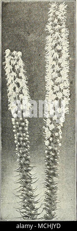 . LiATRis. (Offert à la page 184) L u €jSm^p$g3 (Campion, lampe fleur, etc.) Tous les Lychnis sont des plus faciles de culture, la prospérité dans tout le sol, et ce, en plus de leur luminosité, les a portés en faveur élevée avec les amateurs de plantes rustiques. {Chalcedonica Croix de Jérusalem). Une plante plus souhaitable, les chefs d'un orange- scarlet en juin et juillet ; se développe 2 à 3 pieds de haut. Chalcedonica alba. Une forme à fleurs blanches de ci-dessus. Biaageana. Un orange-Fleurs écarlates en mai et juin, 12 pouces. Viscaria, Double rouge. Forme une touffe dense de feuillage persistant, et envoie en Juin jusqu'épis de Banque D'Images