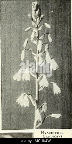 . Sélectionnez Gi.oxisia.s ISMENE (Jonquille) HEEIOTROPES péruvienne (Cherry Pie) Héliotropes sont de grands favoris, principalement en raison de leur parfum délicieux ; ils poussent librement sous verre, et peut être planté dans l'ouverture de la frontière au cours de l'été. Nous pouvons fournir la lumière et variétés de couleur sombre. 25 cts. Chaque ; 2,50 $ douz. ; 18,00 $ par 100. Jacinthe Hyacinthus Candicans (CAP) un snow-wliite à floraison d'été en croissance, Jacinthe 3 à 5 pieds de hauteur, gracieusement sur- monté avec de 20 à 30, blanc pur - fleurs en forme de cloche. (Voir coupe.) 15 cts. Chaque ; 1,50 $ par douz. L'Hydrangea Hortensis Nous cffer un sp Banque D'Images