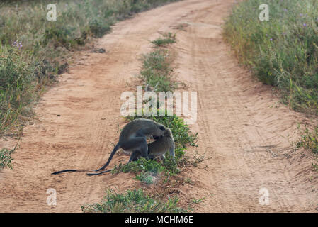 Les singes vervet (CHLOROCEBUS PYGERYTHRUS) L'ACCOUPLEMENT SUR LA ROUTE AFRICAINE, parc national de Tarangire, Tanzanie Banque D'Images