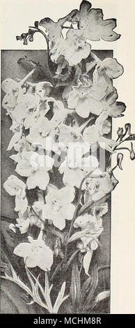 . La digitale (digitale) Delphinium Belladonna digitale (digitale) Les digitales, à l'ancienne, digne et majestueux, sont saines dans l'entreprise n'importe quel jardin. La forte stalksâfrequently de fleurs 4 à 6 pieds de highârising masses riche et luxuriante de feuilles, toujours donner une apparence de solidité à la frontière, et d'hardy pendant leur période de floraison dominer tout le jardin. Gloxiniaeflora {Gloxinia-jlowe.rouge). Une belle souche de variétés à points finement. Nous leur proposons en blanc, violet, rose ou 3/ixcd. AmbigUa, ou Qrandiflora. Fleurs voyantes de jaune pâle, veiné brun ; 2 à 3 pieds. Lana Banque D'Images