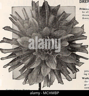 . Dahlia Cactus, Wodan Offre Spéciale One chacun de DREER'S 10 grands DAHLIAS offerts et décrits à la page 141 et au-dessus de 6,00 $. POMPON DOUBLE DAHLIAS tandis que les variétés Pompon ne sont pas aussi largement cultivés comme les autres types double ils ont encore de nombreux admirateurs ; leurs fleurs sont peu dainty pro- duits très librement. La Reine d'ambre. L'ombre d'ambre riche et clair d'abricot. Arthur Kerley. Pourpre violacé ; très libre. Bobby. Couleur prune. L'un des meilleurs^. Catherine. Primrose bien formé-jaune. &Gt ; la fascination. Lavande et rose blanc tacheté. * = Qretchen Heine. Une fleur de rose bonbon blanc teinté, ea Banque D'Images