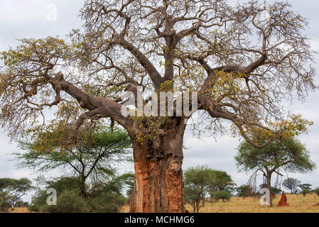 Les baobabs (Adansonia sp.) sur la savane africaine, parc national de Tarangire, Tanzanie Banque D'Images