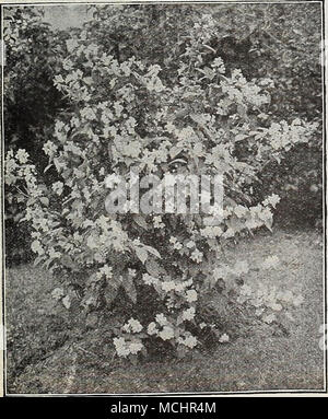 . Philadei.phus Coronarius ÉRABLES DU JAPON (Acer japonicum et Polymorphum) Ces sont extrêmement belle, surtout au printemps, lorsqu'ils firent irruption dans la feuille, et les couleurs du feuillage sont profondes et décidé. Japonicum aureum. Feuillage jaune doré. 15 à 18 pouces de haut. Polymorphum atropurpureum. Variété à feuilles pourpres, profondément coupé. 18 à 24 pouces de haut. Polymorphum Dissectum atropurpureum. Une belle variété ; les feuilles d'une belle couleur rose lorsque les jeunes ; changement à une profonde et constante à mesure qu'ils sont violets plus ; profondément et coupez délicatement, en leur donnant l'apparence d'une fougère. 15 pouces de haut. Prix. Banque D'Images