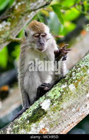 Macaque à longue queue à l'état sauvage Banque D'Images