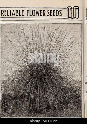. Graminées ornementales. Les graminées ornementales servir le double objectif de rendre l'arrangement de fleurs-lit ou d'une bordure attrayante au cours de l'été et pour l'utilisation des pointes ou des panicules à l'état sec en hiver bouquets. Pour de grands lits ou de groupes sur les pelouses rien donne un effet plus fins, et ils sont maintenant largement utilisés dans des postes importants dans plusieurs des plus beaux parcs publics, etc. Les variétés les plus populaires sont : par pkt. 2638 Agrostis Nebulosa (nuage). Un grand et un gracieux- nuelle de l'herbe pousse, 18 pouces de haut et ressemble à une ligne de brouillard quand en fleur. Belle à mélanger avec Banque D'Images