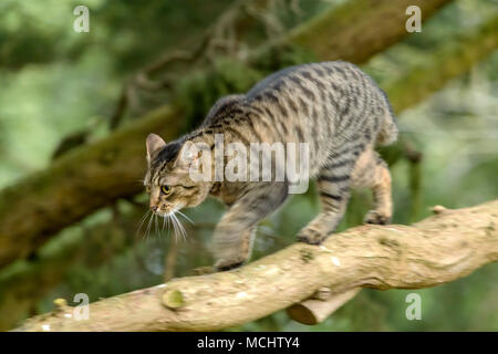 Jeune chat tigré, Bengal chat marchant le long d'une branche d'arbre, mouvement de jambe et flou, sur un arbre Chypre Monterey Banque D'Images