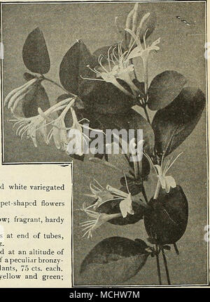 . EYONYMUS chèvrefeuille. Le bord Evonymus sont particulièrement souhaitable pour leur feuillage persistant dense et rusticité extrême, certaines variétés à cause de cela, au climat très froid, prenant la place du lierre pour revêtement mural, autres que de la boîte en bois comme une plante de bordure. Radicans. Feuillage vert profond, utile pour couvrir les murs de fondation faible, ou peut être tronqué la même que fort-bois pour une plante de bordure. 15 cts. Chaque ; 1,50 $ par doz. ; 10,00 $ par 100. Radicans variegata. Un beau vert et à petites feuilles panachées blanc forme de la même habitude que le type. 15 cts. Chaque ; 1,50 $ p Banque D'Images