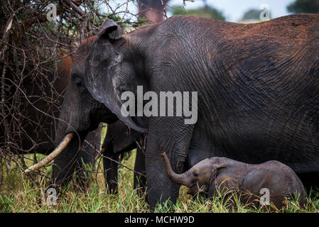 Veau de l'eléphant d'Afrique (Loxodonta africana) se nourrissant de branches avec mère, parc national de Tarangire, Tanzanie Banque D'Images