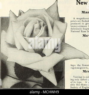 . Nouveau Hybrid-Tea Fireflame irlandais Rose Marcella. (Dickson &AMP ; Fils, 1914.) Une seule variété à floraison, portant ses fleurs en grappes de cinq ou plus ; splendide pour la coupe sur les pulvérisateurs, de bourgeons. Ces bourgeons sont merveilleusement riche en couleur, un orange profond riche, éclaboussé de pourpre, s'ouvrant sur une grande fleur simple d'un vieil or satiné ombré de l'ocre. Médaille d'or décernée National Rose Society of England. 7-5 cts. chaque. Janet. (Dickson &AMP ; Fils, 1916.) C'est pratiquement un nain " Gloire de Dijon", avec de grandes glob- ular formation bombée, ne s'ouvrent à plat que ne ses lovel Banque D'Images