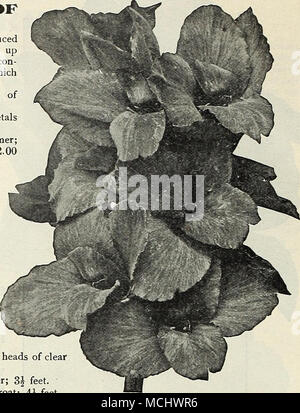 . L'italien ou l'Orchidée fleur Canna roi Humbert ITALIEN OU ORCHID-FLOW- CANNAS. Des nombreux orchid fleur Cannas introduit ceux proposés ci-dessous sont les plus distinct et souhaitable. L'habitude de croissance de tous est remarquablement vigoureux, atteindre une hauteur de 6 pieds, tandis que leurs fleurs souvent mesurer plus de 6 pouces de diamètre. Allemania. Saumon foncé agréable avec marquage doré. L'Autriche. Jaune canari pur ; fine grandes fleurs ouvertes, avec peu de points rouges dans le centre de l'intérieur deux pétales. Italia. Couleur orange-rouge, jaune doré avec de larges bor- der ; les fleurs sont tenus bien au-dessus de th Banque D'Images