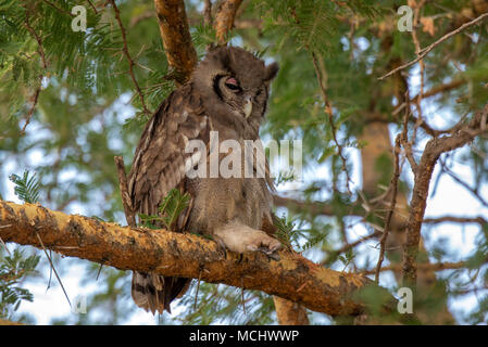 Grand-duc de verreaux AKA GIANT EAGLE OWL (BUBO LACTEUS) perché sur BRANCHE, parc national de Tarangire, Tanzanie Banque D'Images