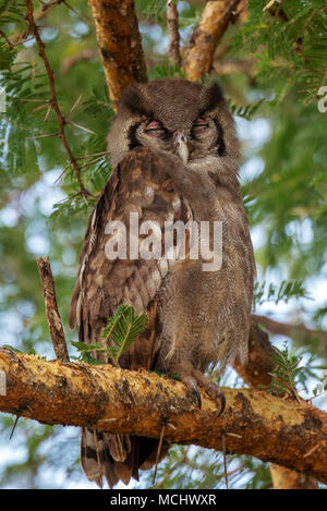 Grand-duc de verreaux AKA GIANT EAGLE OWL (BUBO LACTEUS) perché sur BRANCHE, parc national de Tarangire, Tanzanie Banque D'Images