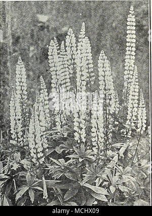 . Lupinus polyphyllus (Hardy Lupin) Linum (lin). 3002 Coccineum écarlate (lin). (L'un des plus efficaces et il plante les plantes à massifs, de longue durée, le VHA amende- ment le feuillage et les tiges délicates, avec de brillants scarlet-crimson flow- ers ; vivace ; 1 ft. Oz., 25 cts 53003 Perenne. Fleurs bleu vif, hardy ; 18 pouces 10 3004 Narbonnense. Les meilleurs hardy variété bleue ; 2 ft 25 LUPINUS (lupin). Trie annuelle. Free-floraison, les annuelles cultivées facilement, avec de longues pointes, grâce- ful de riches et diverses fleurs en forme de pois de couleur ; utile pour les frontières, mixtes et de lits pour la coupe ; préfère un peu shad Banque D'Images