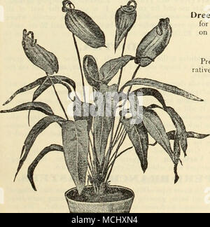 . ANTIRRHIISUM Anthurum (Muflier) Dreer's Grand demi floraison = =nain. Les plantes populaires pour la literie et pour la coupe. Nous offrons les six couleurs distinctes est indiqué sur la planche et décrit à la page 52. Prêt en mai. 10 cts. Chaque ; $1.00par doz. ; $6,00 par 100. Flamingo (ANTHURIUMS fleur . Joli les plantes de serre qui ont beaucoup de bonnes qualités, net uniquement comme déco- rative de plantes, mais comme les fleurs coupées. Leurs fleurs en forme particulière de couleur riche- ings fréquemment sur le dernier de deux jjlant voici trois mois. Andreanum hybrides. Une belle collection de semis, à partir de laquelle nous pouvons sélectionner les couleurs suivantes, dans l'ensemble Banque D'Images