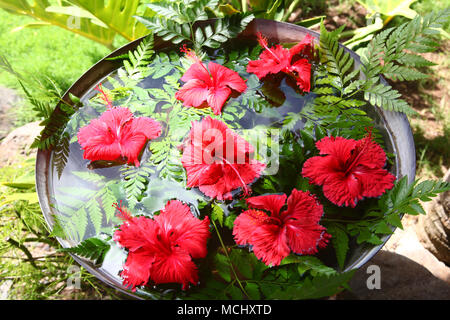 Fleurs d'hibiscus rouge flottant dans l'eau entouré de feuillage vert tropical et de fougères, Bora Bora, Pacifique Sud. Banque D'Images