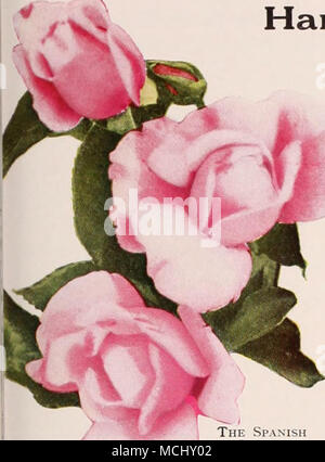 . Dr W. Van Fleet. Une rose, qui à cause de sa couleur bonbon et exquisément façonné de bourgeons et de fleurs, est devenu un grand favori. La longue les bourgeons sont d'un riche rose-chair sur des tiges de 12 à 18 pouces de long ; splendide pour la coupe. Une forte croissance vigoureuse. Emily Gray. Une véritable escalade jaune rose. Les bourgeons sont longues et pointues, de forme resplendissante ; dans une belle couleur jaune, orange clair- changeant en orange pâle comme ils l'expansion ; elles sont portées sur des tiges raides de longueur suffisante pour la coupe, ces tiges sont d'une couleur rouge-pourpre qui, avec le vert foncé brillant anormalement, Holly-lik Banque D'Images