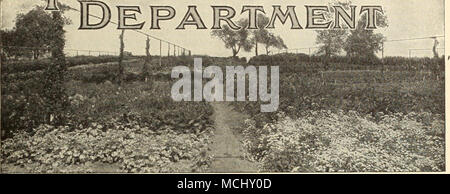 . En vue d'essai de semences de fleurs Ouk Motifs, Riverton, N. J. nous accorder une attention particulière à ihis ministère, whicli est probablement la plus importante en quantité et variété dans ce pays, plus d'un tu- espèces et variétés qui sont offerts. Nos graines de fleurs ont une réputation mondiale, et nous grandissons et enregistrer sur notre propre terrain de Riverton variétés plus que tout autre American Seedsman. Notre objectif constant est d'assurer les meilleures souches obtenues, tant de l'intérieur et des affaires étrangères, de la croissance et nous ne ménageons aucun effort ou dépense avec cet objet en vue. Nos variétés d'asters, oeillets, Pansy, pétunia, Verveine, Zinn Banque D'Images