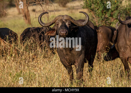 Buffle d'Afrique (Syncerus caffer) MARCHE À TRAVERS LA SAVANE, le parc national de Tarangire, Tanzanie Banque D'Images