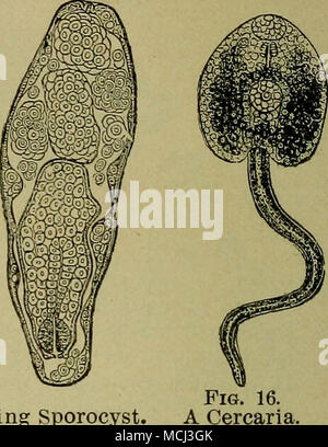 . FiG. 15. A Mature et divisant. sporocyste ventre." Au début, les moutons semblent réussir mieux que d'habitude et prendre rapidement la graisse, qui, cependant, est de couleur jaune. Très bientôt l'hydropisie caractéristique apparaît, un sac de formes fluides sous les mâchoires, la diarrhée grave se produit, et l'animal devient émacié et périt misérablement par un ralentissement jusqu'à perdre complètement épuisé. Comme le hasard n'a pas vivent dans l'eau salée, les marais salés sont sûrs pâturages ; mais il ne s'ensuit pas que le sel à la brebis est toute sorte de mesures de prévention ou de réparation. En fait, la guérison de la Banque D'Images