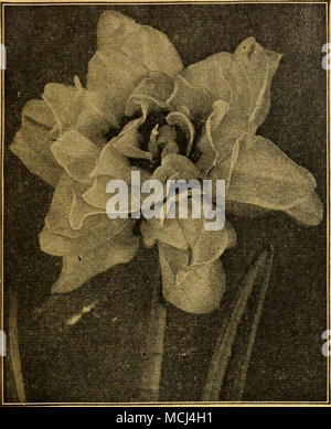 . Les jonquilles ou narcisses double aucune collecte de Narcisse n'est complète sans la double- sortes de floraison. Bien que pas aussi attrayant qu'un grand nombre de variétés unique et l'absence de variété de coloration, ils possèdent un charme typiquement leur propre. Tous sont parfaitement rustiques et sont très en demande pour la coupe. Alba Plena Odorata {du poète Double Narcisse ou jonquille Gardenia). Le double blanc pur ; très doux parfum. Cette belle variété ne peut pas être forcée. Il réussit à planter en sol lourd, plutôt dans l'ombre partielle, et où il ne souffrira pas de manque d'humidité. 10 cts. Chaque ; $1.00 par doz. ; 7,50 $ Banque D'Images