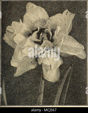 . Double-Flowering ou Narcisse jonquilles aucune collecte de Narcisse n'est complète sans la double- sortes de floraison. Bien que pas aussi attrayant qu'un grand nombre de variétés, et ihe seul défaut variété de coloration, ils possèdent un charme typiquement leur propre. Tous sont parfaitement hardy et mucli sont en demande pour la coupe. Alba Plena Odorata {du poète DoiMe Narcisse ou jonquille Gardenia). Le double blanc pur ; très doux parfum. Cette belle variété ne peut pas être forcée. Il réussit à planter en sol lourd, plutôt dans l'ombre partielle, et où il ne souffrira pas de manque d'humidité. 60 cts. par dcz. ; $4,00 pe Banque D'Images