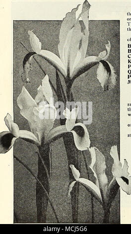 . IRIS IRIS (espagnol) HUpanica ces beaux Iris bulbeux ont bien été appelé le "Orchidsof le Hardy jardin fleuri." Pour obtenir de meilleurs effets qu'ils devraient être plantés dans des lits ou des groupes de vingt-cinq ou plus, plus le nombre plus l'effet. Ils se développent à partir de 18 à 24 pouces de haut, et fleurissent à partir de la fin mai sur l'intermédiaire de juin. ^ Nous avons obtenu une quantité limitée de extra strong home-growD xénon, et offre comme dans : la beauté. Lavande pâle avec white falls. Belle Chinoise. Renoncule riche-jaune. Cajanus. Grand jaune. Le roi du Blues. Bleu foncé riche plus léger à l'ombre Banque D'Images