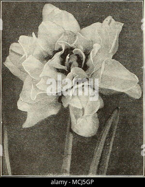. Double =la floraison des jonquilles ou narcisses aucune collecte de Narcisse n'est complète sans la double- sortes de floraison. Bien que pas aussi attrayant qu'un grand nombre de variétés, le seul â et manquant de variété de coloration, ils possèdent un charme typiquement leur propre. Tous sont parfaitement rustiques et sont très en demande pour la coupe. Alba Plena Odorata {jVarcissus ou du poète Double rame- denin jonquille). Le double blanc pur ; très doux parfum. Cette belle variété ne peut pas être forcée. Il réussit à planter en sol lourd, plutôt dans l'ombre partielle, et où il n'en ressentira pas â pour manque d'humidité. 50 cts. par doz. ; $ Banque D'Images
