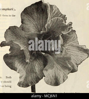 . SiX-PHTALLED IrIS japonais. JAPAXSE à six pétales d'IRIS. N° 4 Yomo =no =UML. Une amende, au début de floraison blanc. .5 Koki-no =iro. Light violet purple, avec veines blanches. 10 Shiga-no-ura =nami. Violet purple, veiné blanc. 20 Kuma-funjin. .Blanc argenté, avec une large bordure de m.igenta-lilas veiné de blanc. Sano 22 =watashi. Blanc, avec centre jaune canari. 24 QosetSU  = ami. Veiné blanc et bleu analine tracée. 25 SenjO-no-hora. L'ensemble bigarré uniformément de blanc et de deep purple. Rish 29 =no =tomi. Veiné blanc argenté et violet en pointillé bleu. 35 Shishi-odori. Pourpre veloutée riche. 36 Kumo-Ub Banque D'Images