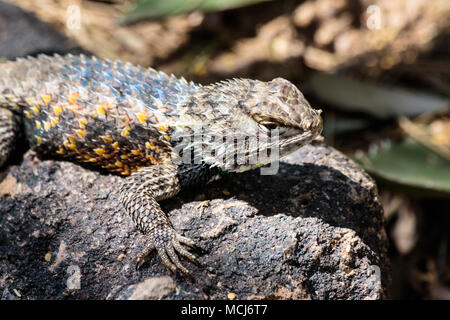 Lézard épineux du désert de soleil sur une roche de couleur sombre, avec des échelles, dans l'Arizona désert de Sonora. Banque D'Images