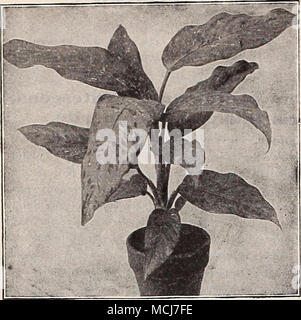 . DiEFFENBACHIA. COSTUS. Zebrinus. Un joli feuillage vert, des plantes de serre chaude et sombre avec de grandes rayures plus foncées. 50 cts, chacune. CROTONS. Rien ne peut exceller la beauté et la richesse de la coloration que l'on trouve dans cette catégorie de plantes. Notre collection comprend 25 des plus beaux variétés panachées. Belle plantes, 30 cts. Chaque ; 3,00 $ par doz. ; les plus grandes plantes, 60 cts. Chaque ; $5.00 par douz. ^EXAS DRAC. Bruanti variegata. Des rayures et des feuilles avec une profonde panaché jaune crémeux- youag ; le feuillage est teintée de rouge-bronze riche, qui en-^ tensities de coloration. §1,00 chacune. Desmetiana. Lourd, bold, black Banque D'Images