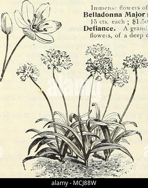 . L'allium Neapolitanum agapanthus. Un^IARYLLIS (Hippeastrum). Convient pour les bulbes splendide green- moo, ou le jardin de la culture. Ils être Id cultivés en pots, bien drainés, un sol composé de deux parties terreau, fumier décomposé à fond la partie nord-est et la moitié d'une partie du sable. Médaille d'hybrides. Ce magnifique slrain a été mis au point par un spécialiste de la Californie, et a la réputation d'être le plus beau dans l'existence ; les fleurs sont d'une taille énorme, alors que pour la gamme de couleur qu'ils sont vraiment incomparable, com- bining plusieurs teintes de rouge, gar- net, ruby, marron, orange, etc., avec des marquages et stripings Banque D'Images