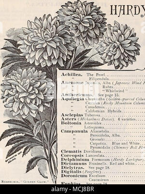 . Catalogue automne du Preer, 1898. HflRDy PEKENNIH&amp;S pour les semis d'automne. W^c ce qui suit est une liste de sélection de vivaces, qui peuvent tous être planté pendant les mois d'automne avec une parfaite réussite. Pour la liste complète et les descriptions voir notre calendrier de jardin pour 1898. RuDBECKIA La Perle " Filipendula Anemone japonica, Alba {Japanese Wind Flower). Rubra » » » » Anthericums Tourbillon. Voir page 15. Aquileg {Chrysantha ia'Golden-stimulé l'Ancolie) . » Ccerulea (Rocky Mountain Columbine') . » » Aselepias Canadensis hybrides californien tuberosa Aster { Banque D'Images