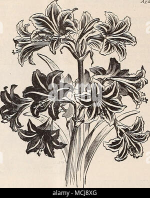 . Agapanthus. AGAPANTHUS. (African Lily.) plantes ornementales splendide, portant de grandes grappes d'un bleu lumineux et fleurs blanc pur sur de longues tiges, et d'une durée d'un temps tantôt onduleuse en fleur. Il n'y a pas de meilleur que cette décoration pour l'extérieur, plantés dans de grands pots ou des bains à remous sur la terrasse, la pelouse ou la piazza. Il fait bien dans la chambre ou de la serre en hiver, mais légère- ment les exigences de protection. C'est un producteur et rapide chargeur brut, et le chef de point dans sa produc- tion est de diviser les plantes avant les pots ou bains à remous devenu au fil- encombrée de racines. De fortes touffes. Prêt en novembre. Umbellatus. Banque D'Images