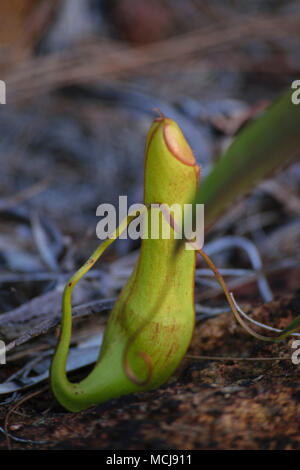 Les plantes sauvages de Nephentes (tropical de la sarracénie) à l'Indonésie Banque D'Images