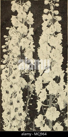 . Des graines de fleurs pour les semis d'automne Pacific Giant Delphinium hybride Hardy Larkspur [hp] ® 1945 Frais de récolte la plus glorieuse de toutes les delphiniums 2164 Black Knight. De loin le plus sombre encore bleu-violet. Une impressionnante couleur. 2 J 62 geai bleu. Les tons bleu fascinant de la lumière à l'obscurité, tous avec bee. 2767 Blue Bird. Les énormes pointes, ensemble avec des fleurs bleu clair à moyen en- hanced par white abeilles, présente un superbe spectacle dans le jardin. 2768 Cameliard. La lavande pure avec l'abeille blanche, possédant la perfection classique de forme. 2767 Galahad. Fleurs blanches claire d'une taille énorme avec une moyenne de 3 pouces Banque D'Images