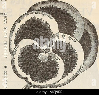 . Le superbe Bugnot Blotched Pansy. - ÂBracteatum. Grosse orange-rouge. POLYANTHUS. Anglais PYRETHKUM mixte hybridum. Seul Double mixte Mixed PRIMULA Obconica Grand- pkt. iflora Fimbriata â floribunda. Â Forbesi jaune. Â Rose (Veris coucou bleu). Couleurs mixtes â vulgaris (Anglais). Primrose Yellow PRIMULA sinensis fimbriata (franges chinois). Ces charmantes et belles plantes sont indispensables pour la décoration de l'hiver et au printemps en serre ou véranda. Nos graines sont, comme d'habitude, la plus belle collection. Â single "White - Blanc Rouge Simple Double â â P u n c tata Elegantissima. Crimso Banque D'Images