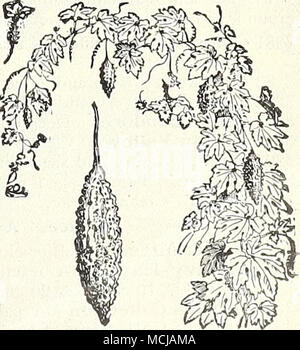 . Pic de Balsam. Pour Noveltieg et spécialités dans des graines de fleurs voir pages 70 à 78. Banque D'Images