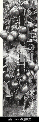 . Sex Kaps, 25 ans et demi, 854, services postpayés. Des tomates miniatures pleine saveur de très petites tomates en grappes comme la charge des raisins. Le nom décrit la taille et le type. Tous sont  %" à 1" de diamètre sauf mourir Peach qui est d'environ 1¥2" de diamètre. Servir ensemble dans votre plat d'entrées et de salades, un pur hors-d'oeuvre ailleurs. Délicieux pour conserver la tomate ou marinés ensemble. 115 jours Pkt. ¥2 oz oz. 115 jours Pkt. ¥2 oz oz. 931 . de Cerise rouge 0,15 $ 0,55 $ 1,00 $ 934 Poire Rouge...$0,15 $ 0,70 $ 1,25 $ 953 955 Poire Jaune Jaune. .10 .55 .95 933 Cherry . Peach rouge. .15 .20 .75 .80 1,35 1,50 rouge 935 Banque D'Images